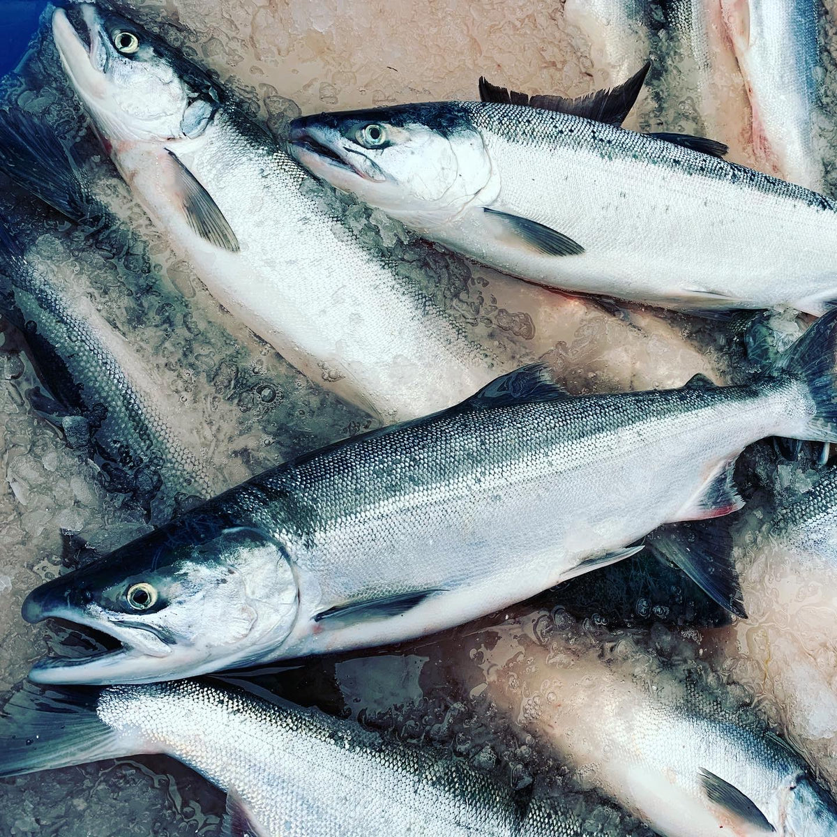 When is Copper River Sockeye Salmon caught? Copper River Fish Market