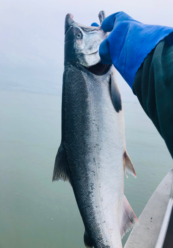 Wild Alaska Copper River Coho Salmon