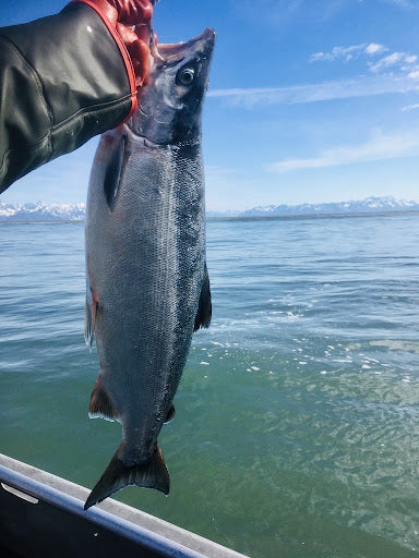 Wild Alaska Copper River Sockeye Salmon